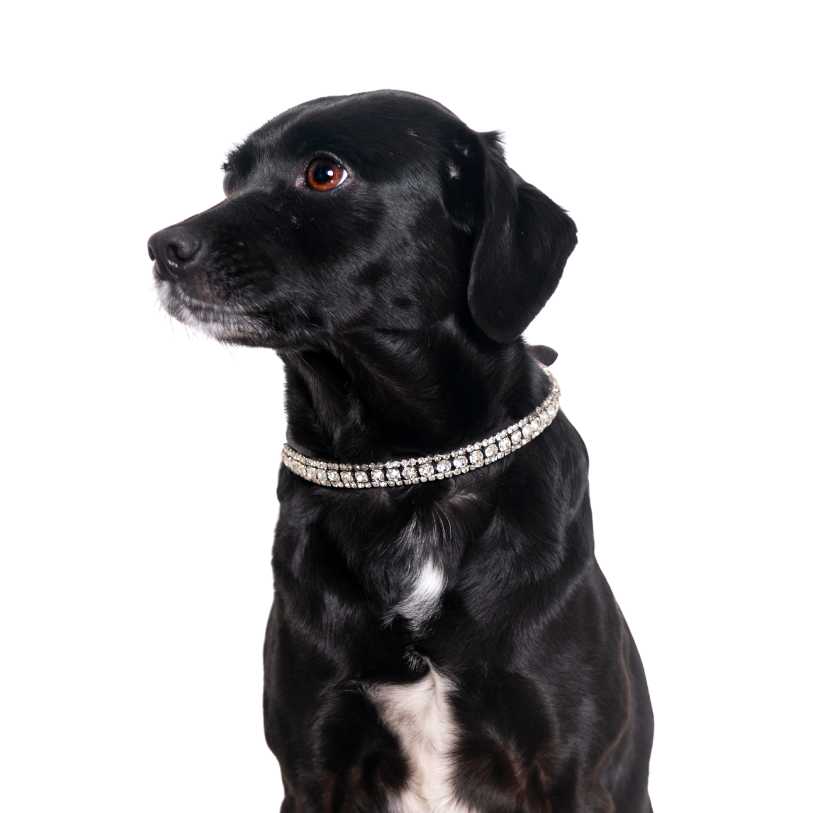 Customised Dog Collars TheOne Thin